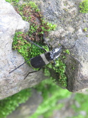 Chauliognathus tripartitus
