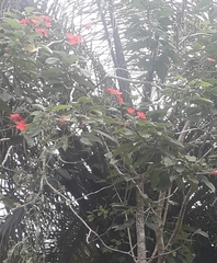 Malvaviscus penduliflorus