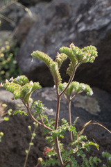 Phacelia lyonii