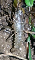 Cambarus striatus