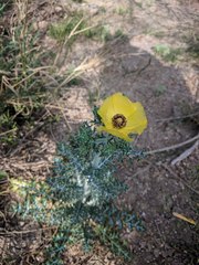 Argemone aenea