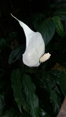 Spathiphyllum wallisii