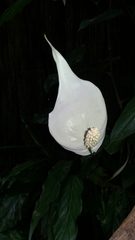 Spathiphyllum wallisii