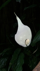 Spathiphyllum wallisii