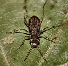 Parvindela cursitans