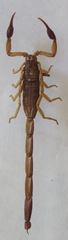 Centruroides margaritatus