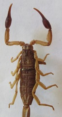 Centruroides margaritatus
