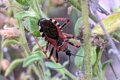 Rhynocoris cuspidatus