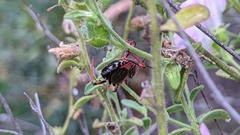 Rhynocoris cuspidatus