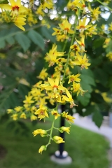 Koelreuteria paniculata