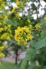 Koelreuteria paniculata