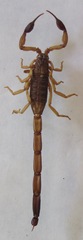 Centruroides margaritatus