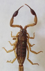 Centruroides margaritatus