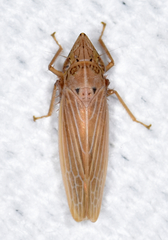 Draeculacephala septemguttata