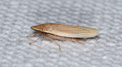 Draeculacephala septemguttata