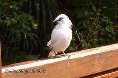 Leucopsar rothschildi