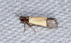 Anacampsis coverdalella