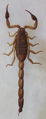 Centruroides margaritatus