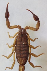 Centruroides margaritatus