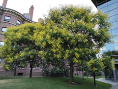 Koelreuteria paniculata
