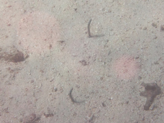 Heteroconger hassi