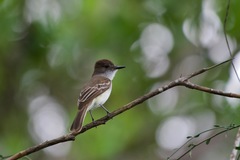 Myiarchus antillarum