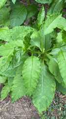 Phytolacca americana