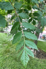 Koelreuteria paniculata