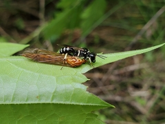 Crossocerus maculipennis