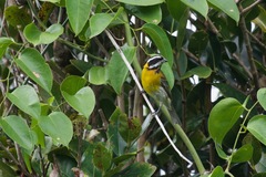 Spindalis portoricensis