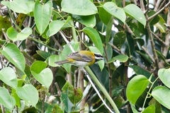 Spindalis portoricensis