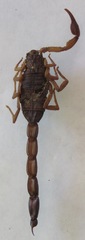 Centruroides margaritatus