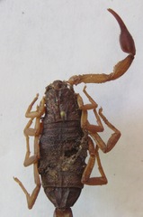 Centruroides margaritatus