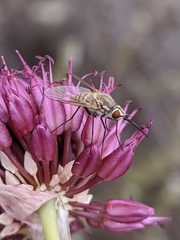 Phthiria