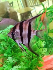Pterophyllum