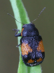 Pachybrachis subfasciatus