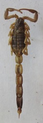 Centruroides margaritatus