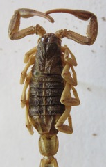 Centruroides margaritatus