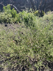 Allophyllum divaricatum