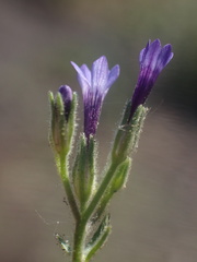 Allophyllum divaricatum