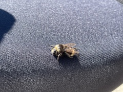 Bombus vosnesenskii