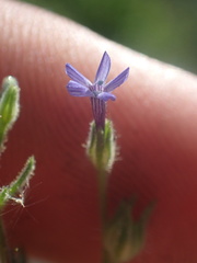 Allophyllum divaricatum