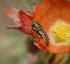 Agrilus gibbicollis