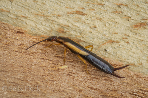 Lined Earwig