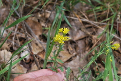 Rorippa sinuata