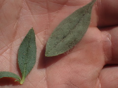 Allophyllum divaricatum