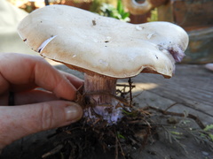Agaricales