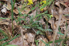 Rorippa sinuata