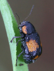 Pachybrachis subfasciatus