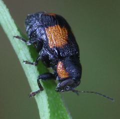Pachybrachis subfasciatus